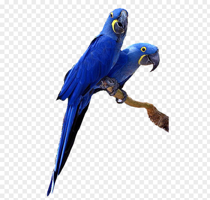 Parrot Budgerigar Hyacinth Macaw Bird PNG