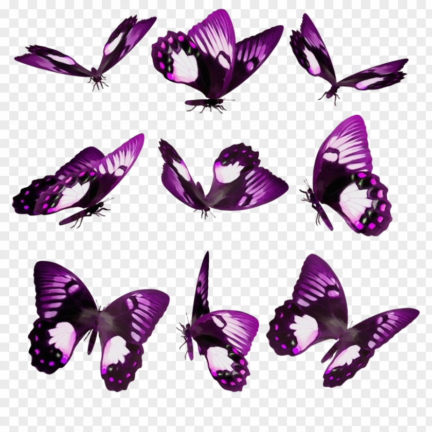 Pollinator Lilac Butterfly Violet Purple Moths And Butterflies Insect PNG