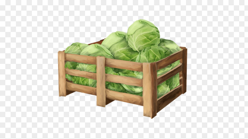 Download Vegetable Cabbage PNG