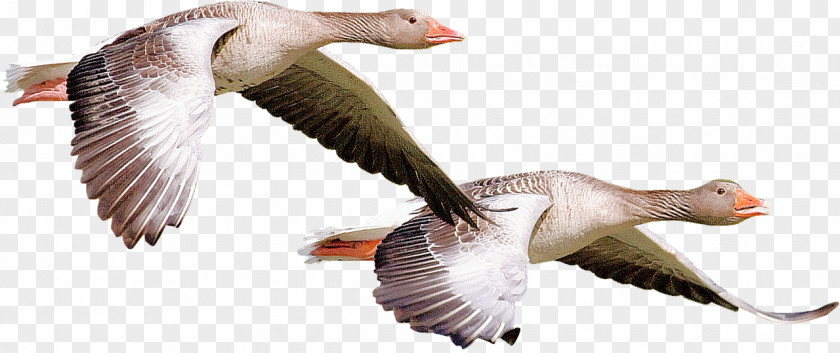 Goose Canada Duck Bird Clip Art PNG