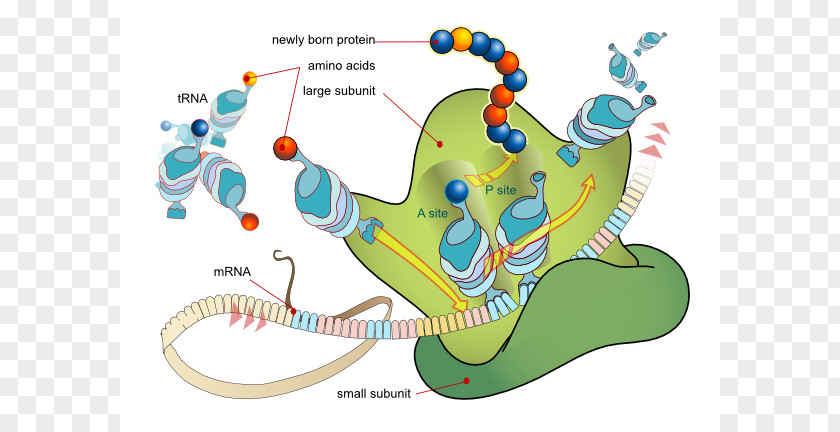 Ribosomes Cliparts Translation Messenger RNA Transcription Protein Biosynthesis PNG