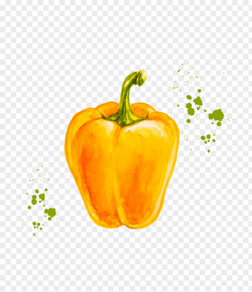 Accuarella Cartoon Yellow Bell Pepper Chili Drawing Vector Graphics PNG