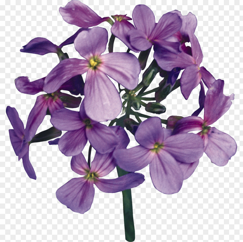 Lilac Flower (16+) Трудный выбор Dame's Rocket Petal Cut Flowers PNG