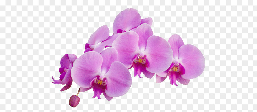 Orchid Purple PNG clipart PNG