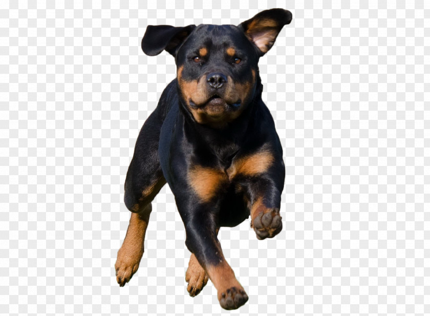 Puppy The Rottweiler Pit Bull Dog Breed PNG