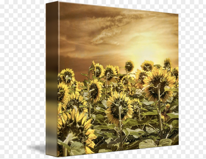 Sunlight 22 0 1 Sunflower M Stock Photography Seed PNG