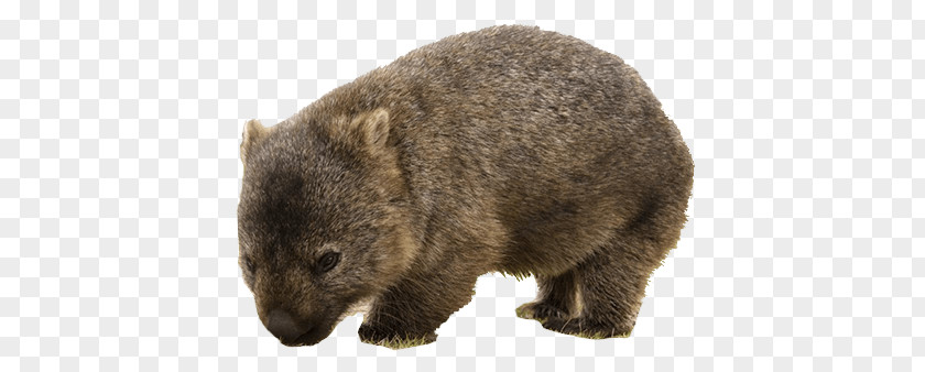 Cute Wombat PNG Wombat, brown land animal clipart PNG