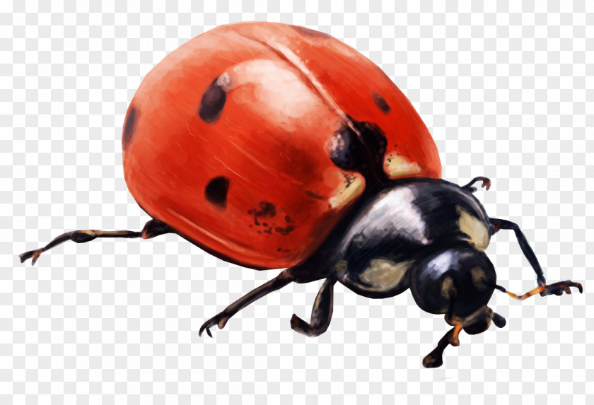 Joaninha Ladybird Beetle Insect File Size Clip Art PNG