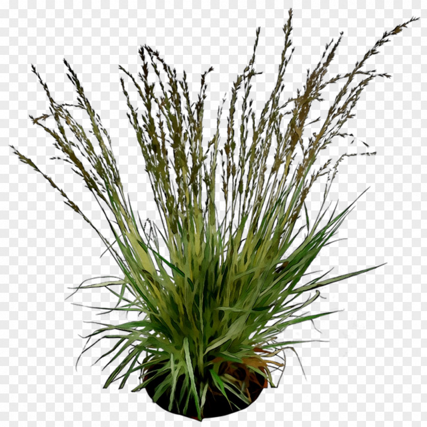 Sweet Grass PNG