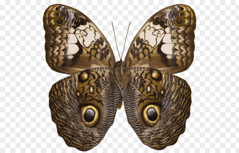Butterfly Owl Caligo Martia Eurilochus PNG