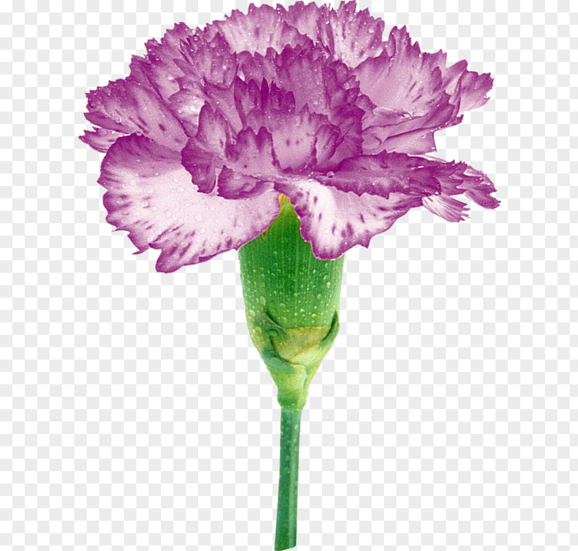 Flower Carnation Cut Flowers Rengârenk Petal PNG