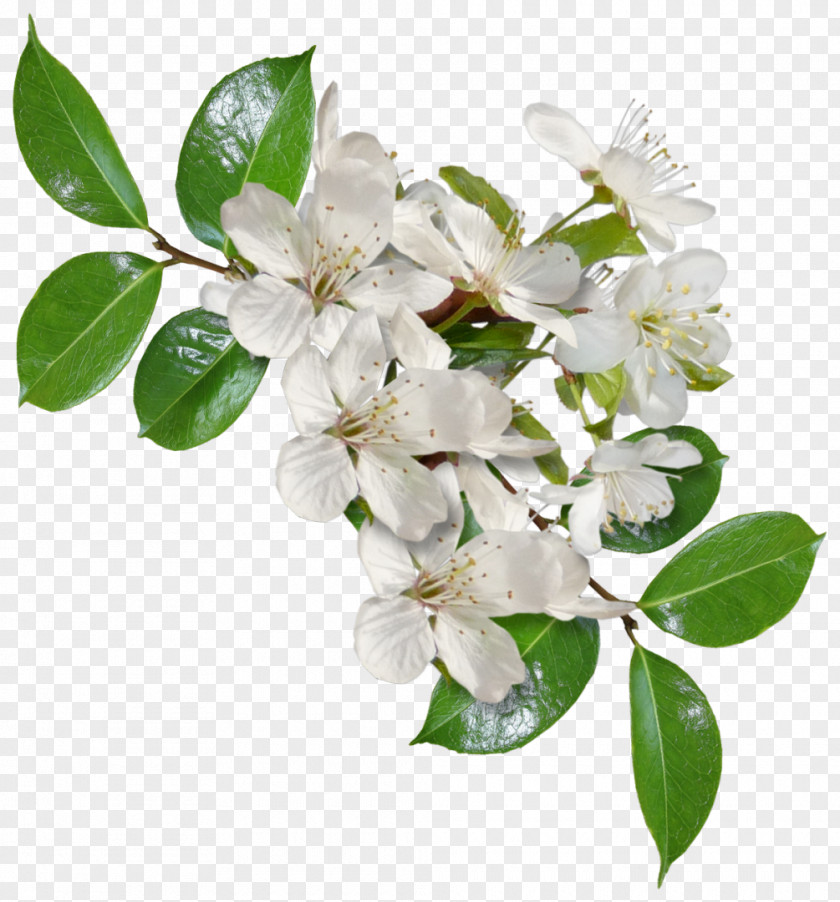 Flower Яндекс.Фотки Yandex Cut Flowers Author PNG