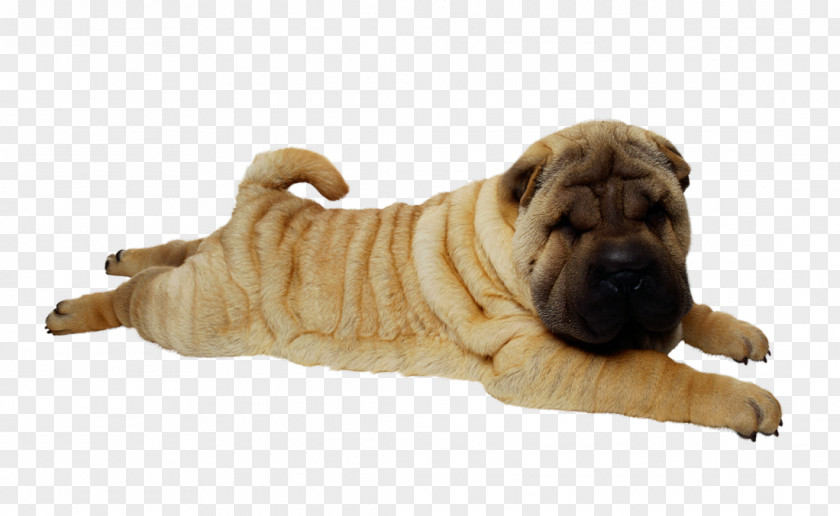 Ori-Pei Shar Pei Pet PNG