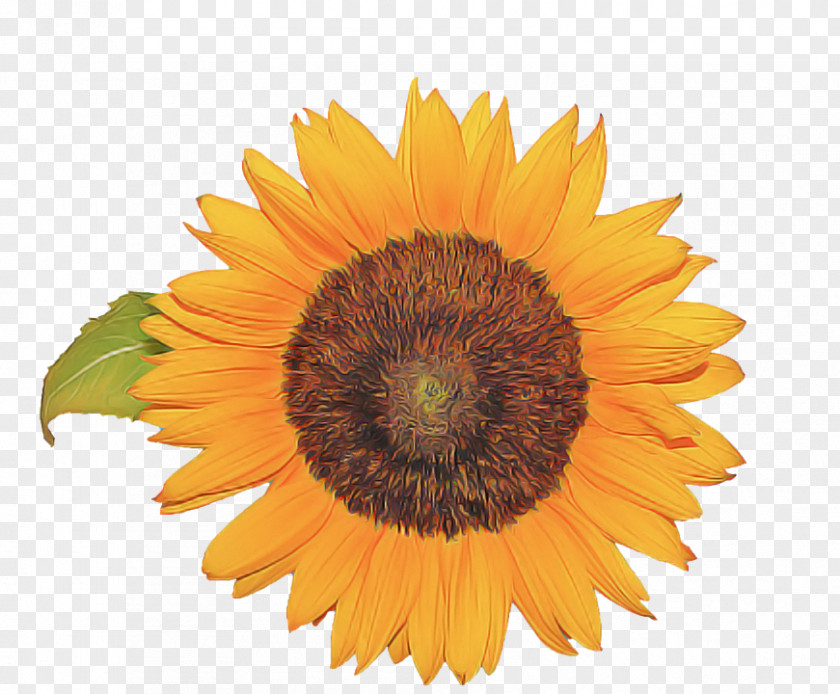 Asterales Pollen Sunflower PNG