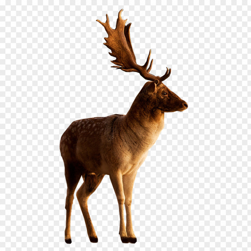 Deer Image Reindeer Moose PNG