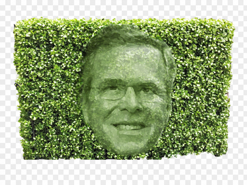 Hedge Shrub Chris Christie Trimmer Fund Tree PNG