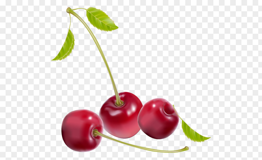 Nami Vector Graphics Euclidean Berries Illustration Photography PNG