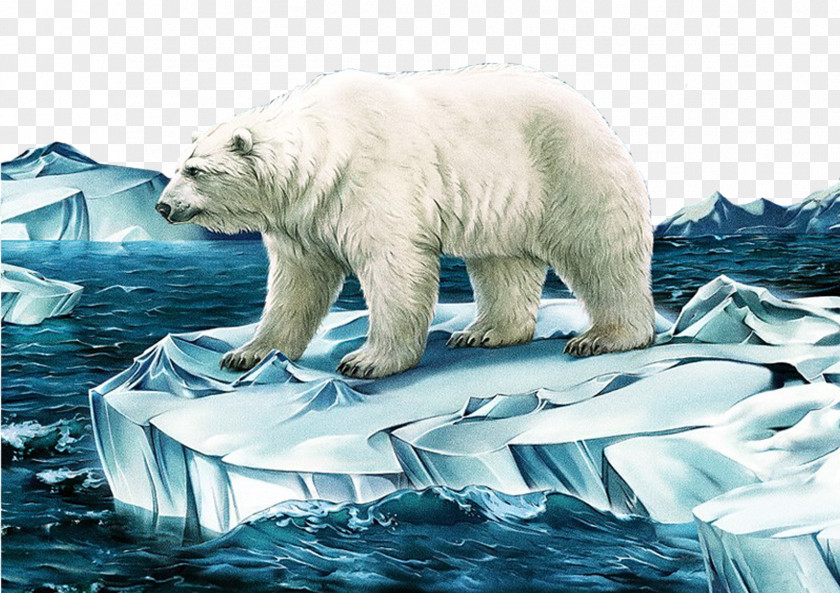 Polar Bear Illustrator Illustration PNG