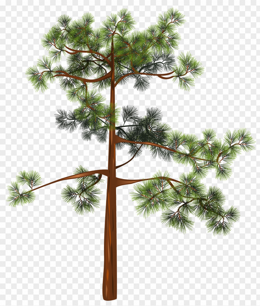 Tree Clipart Image Pine Clip Art PNG