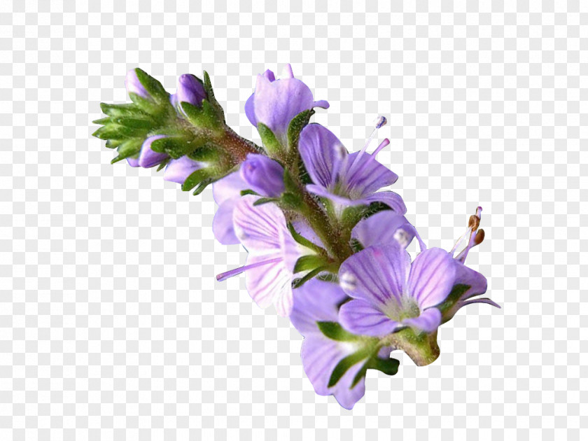 Veronica Officinalis Extraction Lemon Balm PNG