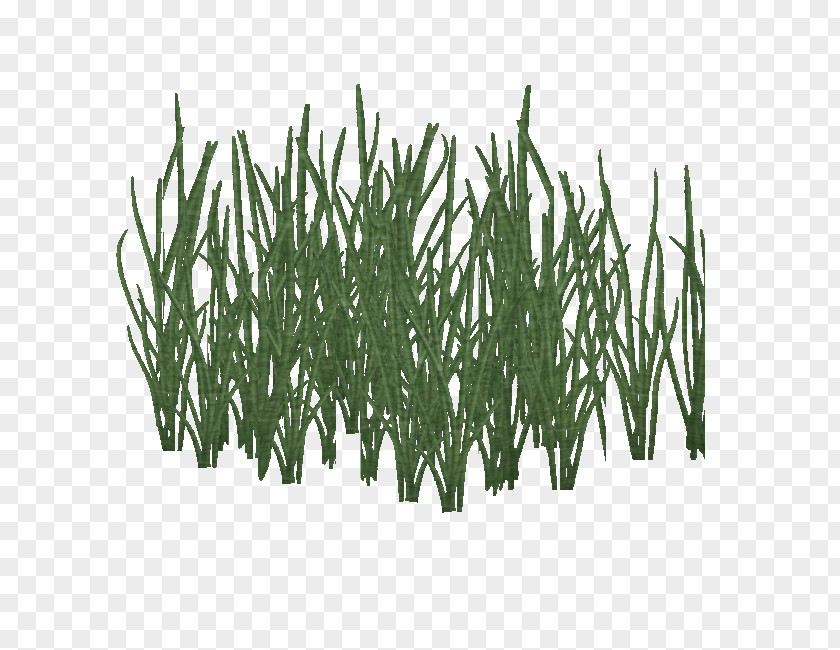 Aquatic Plants Wikia Zoo Tycoon 2 Oceania User PNG