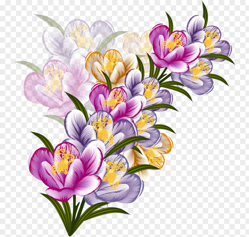 Crocus Flower Floral Design Clip Art PNG