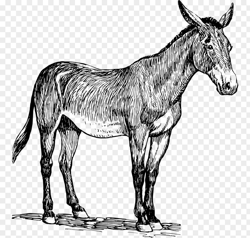 Donkey Mule Clip Art PNG