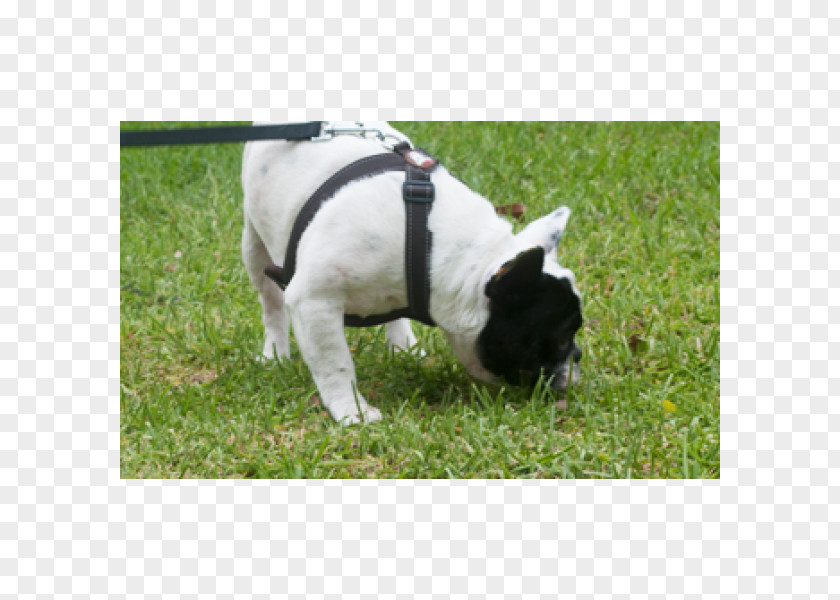 French Bull Dog Bulldog Breed Snout PNG