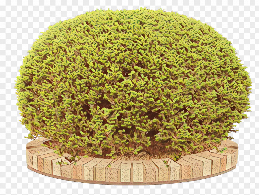Perennial Plant Moss Green Grass Leaf Tree PNG