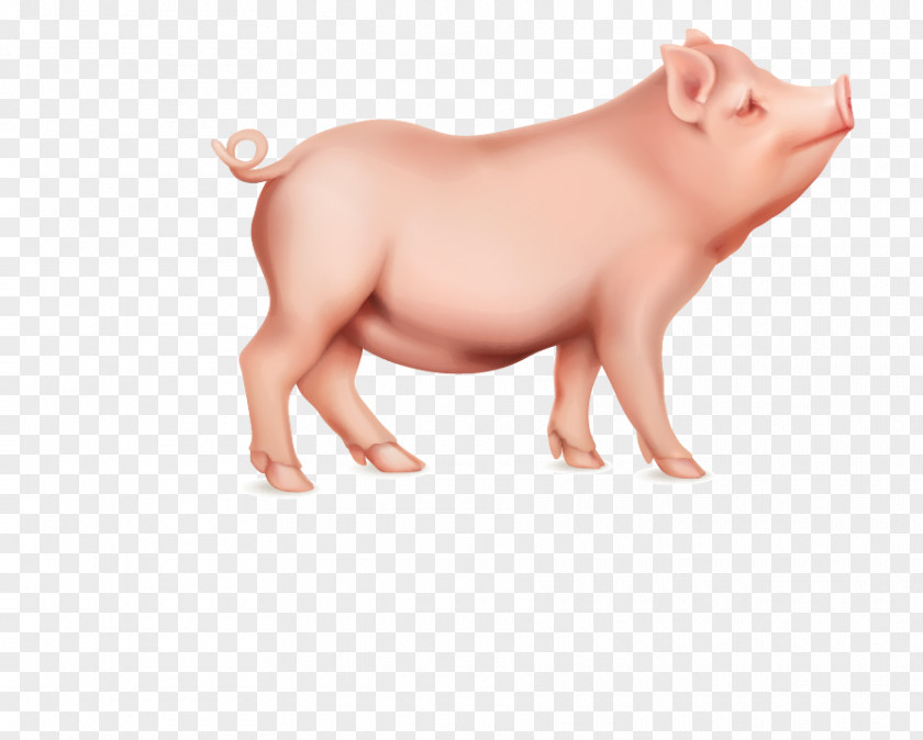 Pink Pig Domestic Stock Illustration PNG