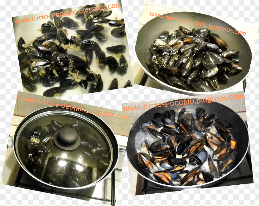 Primo Piatto Mussel Metal PNG