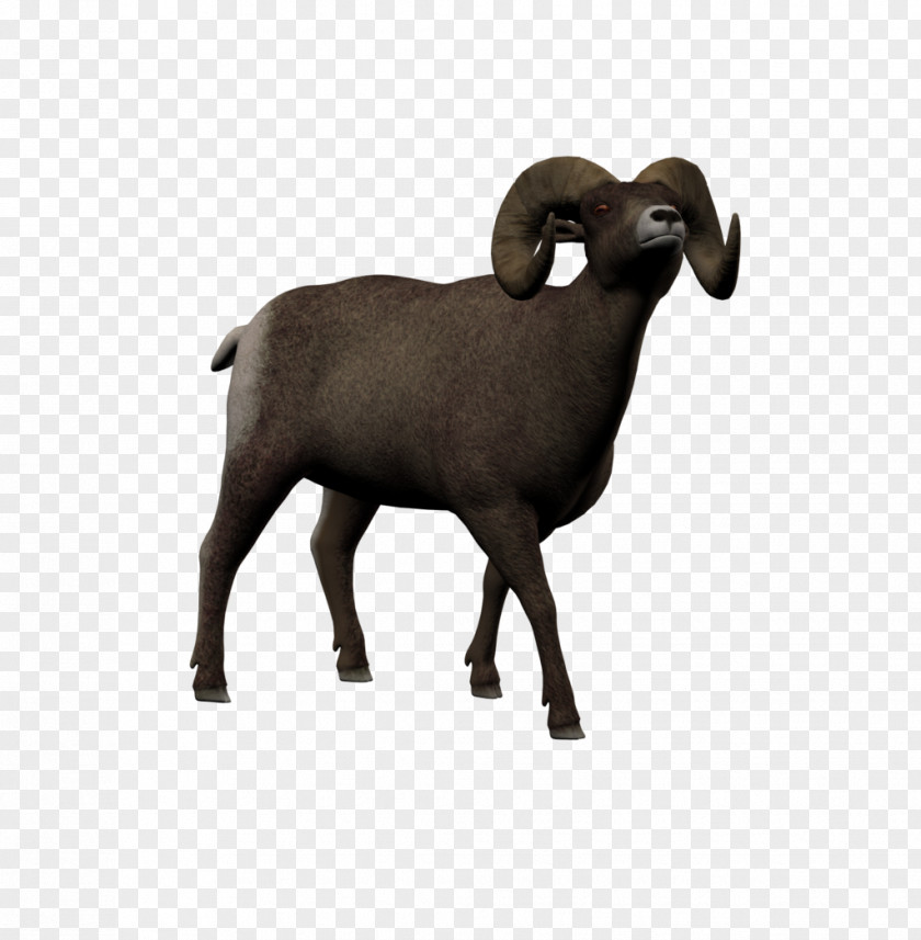 Sheep Argali DAS Productions Inc 4 January Goat PNG