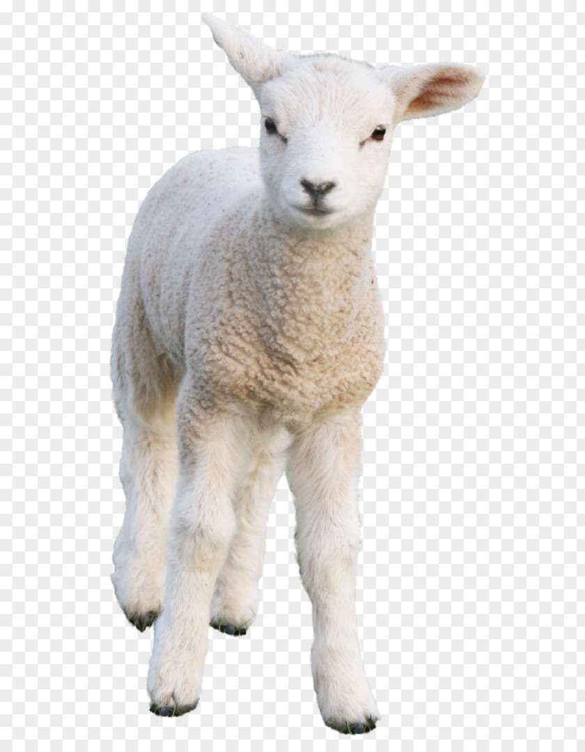 Sheep PhotoScape Goat PNG
