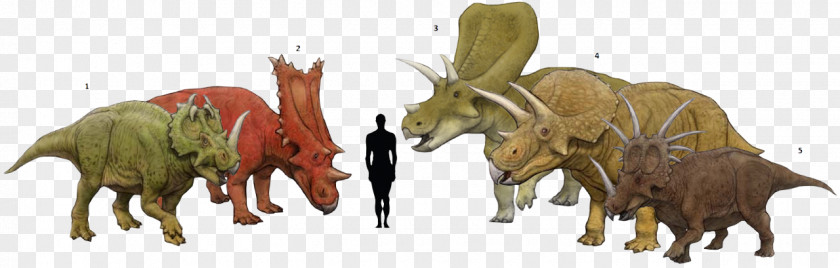 Torosaurus Centrosaurus Triceratops Chasmosaurus Styracosaurus PNG
