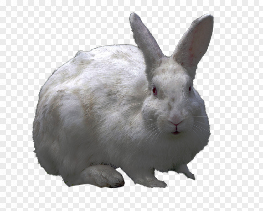 Collection Rabbit Clipart Domestic Hare Dog PNG