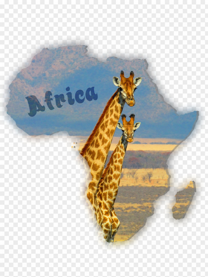 Giraffe South Africa Okapi Image Stock.xchng PNG