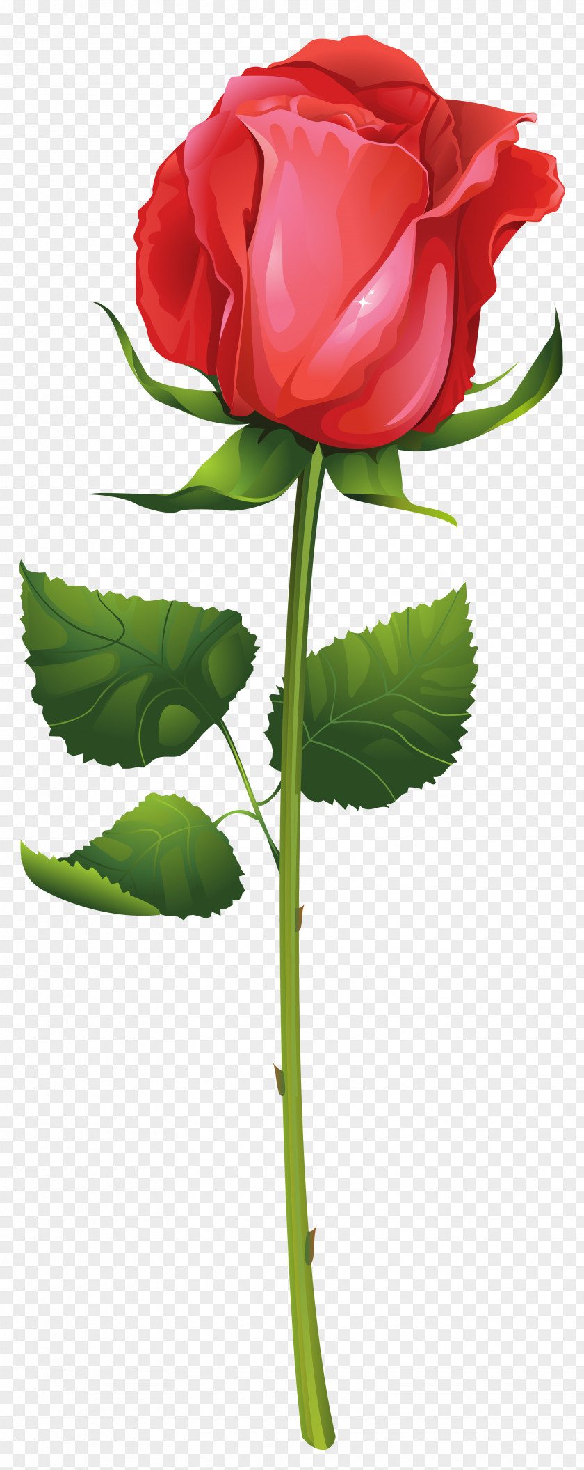 Rose With Stem Clip Art Image Flower Plant PNG