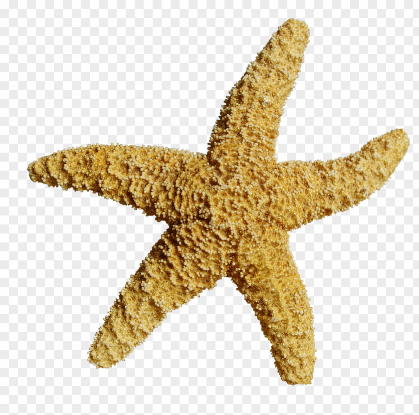 Starfish Computer File PNG