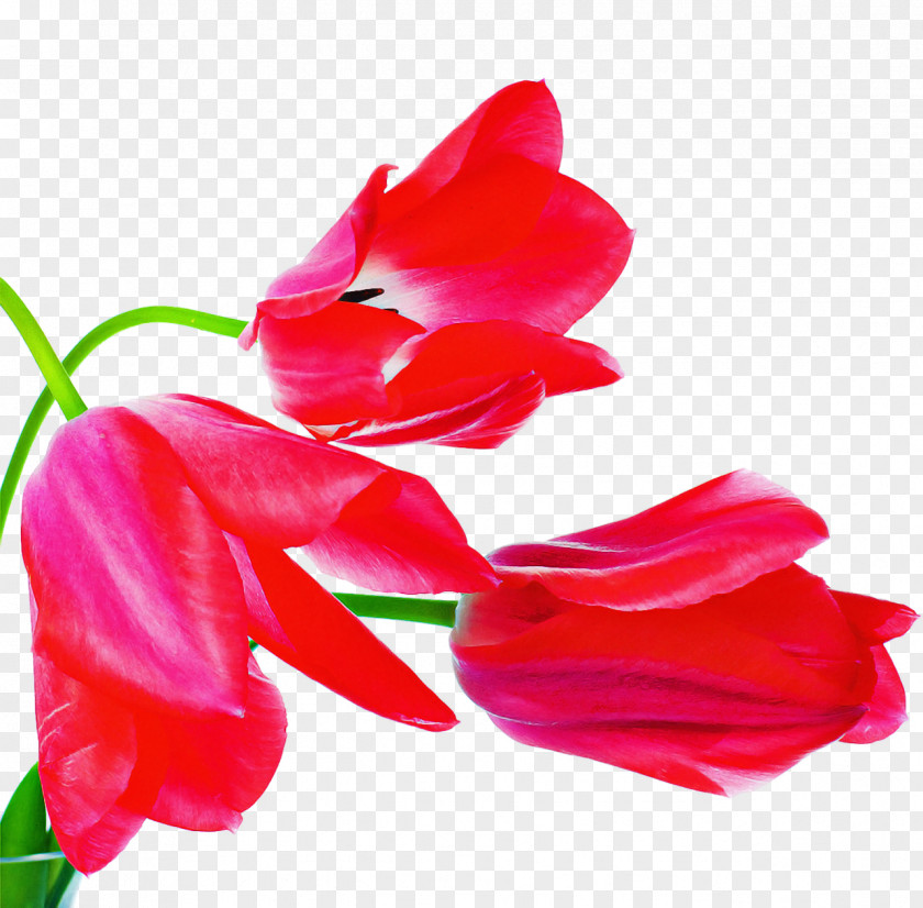 Tulip Plant Stem Cut Flowers Gladiolus Herbaceous PNG