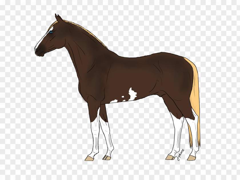 Warmblood American Quarter Horse Arabian Pony Equestrian Equine Coat Color PNG