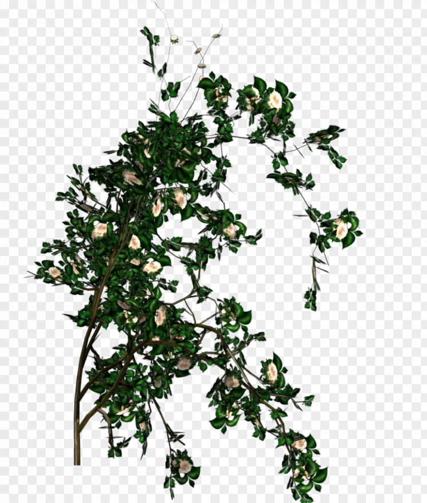 White Rose Shrub Branch Leaf Tree PNG