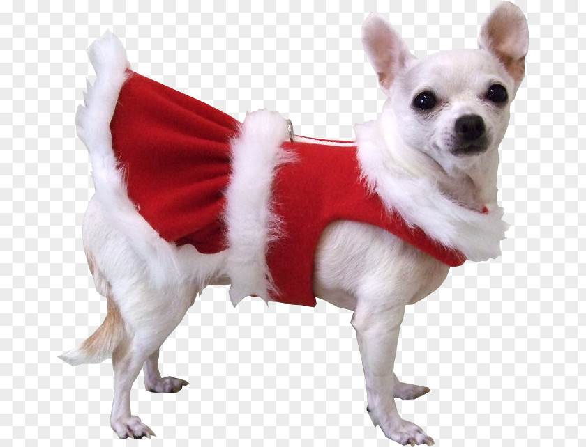 Dogs Pug Chihuahua Puppy Santa Claus Pet PNG