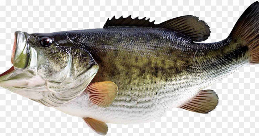 Fishing Bass PNG