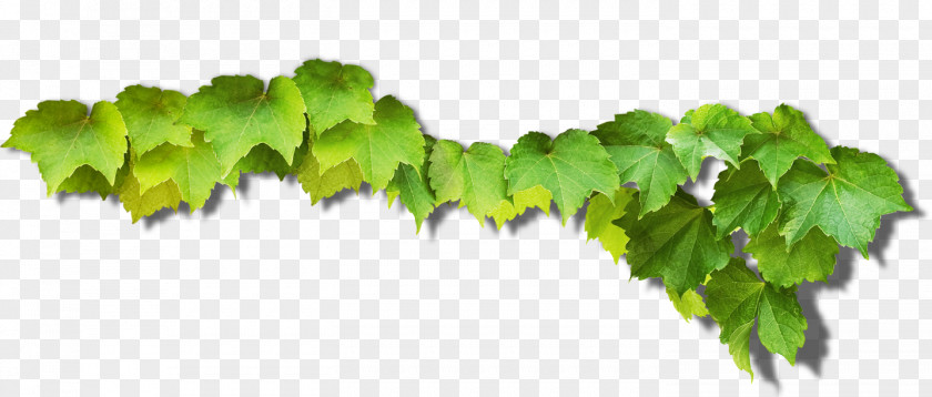 Green Grape Leaves Common Vine PNG