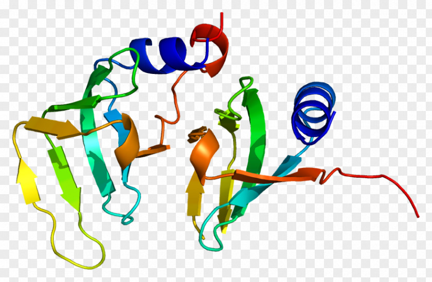 Small Nuclear Ribonucleoprotein D1 D2 Protein Structure Gene PNG
