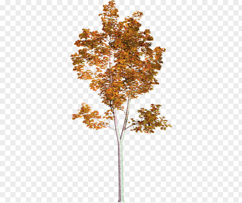 Tree American Sycamore Populus Nigra PNG
