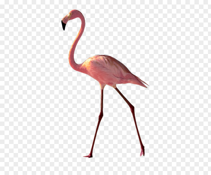 Flamingo Greater Water Bird American PNG