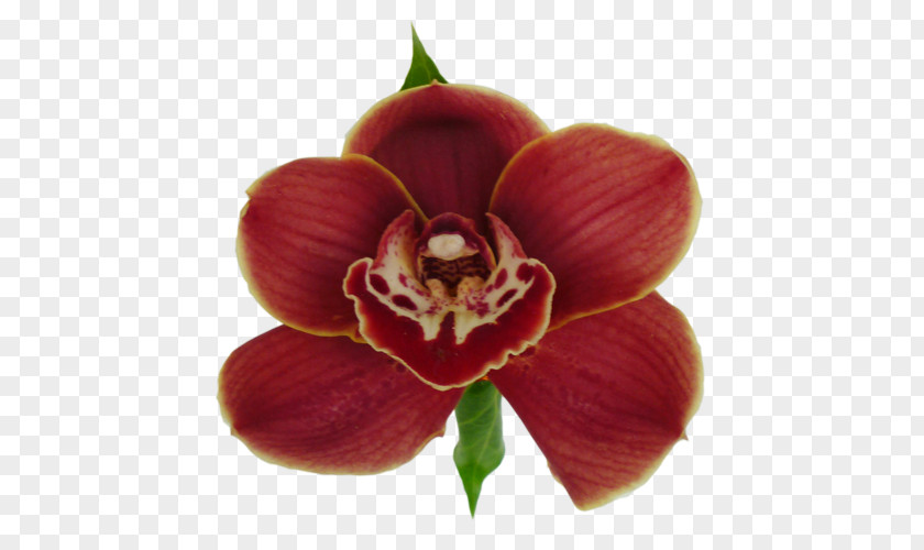 Moth Orchids Magenta Herbaceous Plant PNG