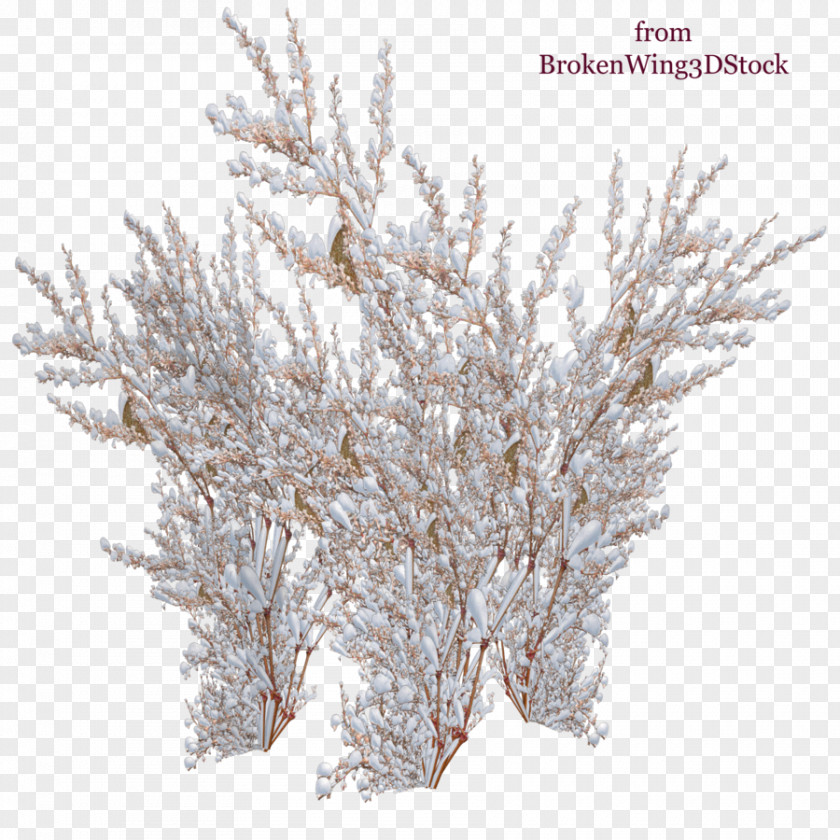 Snow Tree Panicled Hydrangea Shrub Rose PNG