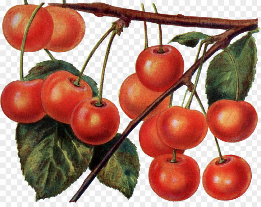 Tomato Cherry Fruit Cerasus Maraschino PNG